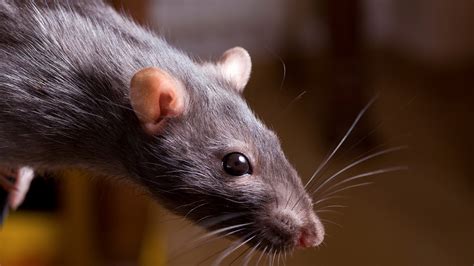 Pet Rat Advice How To Care For A Pet Rat Vets4pets