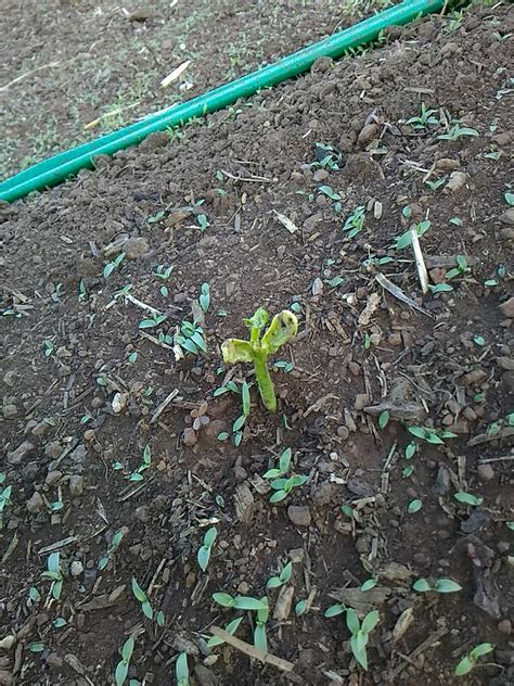 Help, my cat is eating my plants! Jackson County Oregon