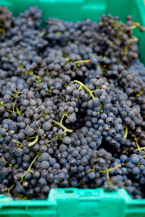 The Complete Guide To Pinot Noir Grapes La Crema