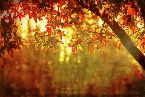 Bright Autumn Magic Digital Art By Terry Davis Fine Art America