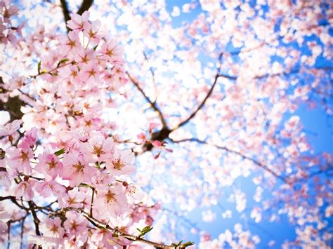 青空 下から見上げた桜の壁紙 桜の壁紙 美しい風景 風景写真