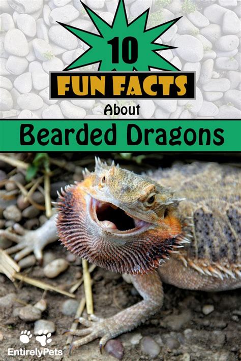 10 Fun Facts About Bearded Dragons Healthypets Blog Bearded Dragon