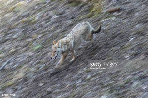 Coyote Running Photos And Premium High Res Pictures Getty Images
