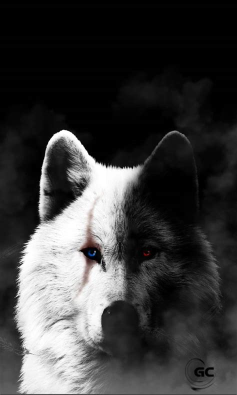 Cool Black And White Wolf Wallpapers Wallpaper Cave