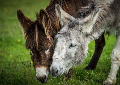 The Donkey Sanctuary Sidmouth 2021 All You Need To Know Before You