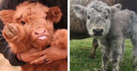 20 Adorable Photos Of Fuzzy Highland Cattle Calves