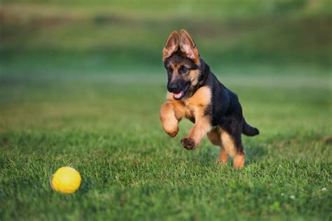 Maybe you would like to learn more about one of these? german shepherd puppy running outdoors - Las Vegas K-9 Academy