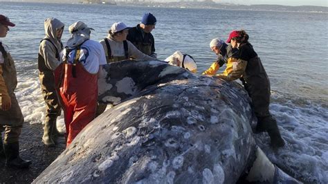Whale Dies From ‘gastric Shock After Eating 40 Kg Of Plastic In