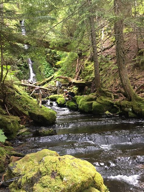 Best Waterfall Trails In Ford Pinchot National Forest Alltrails