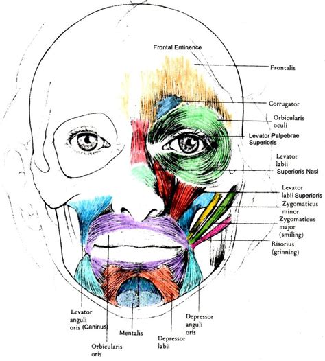 10 besten muscle_face Bilder auf Pinterest | Muskel, Anatomie und