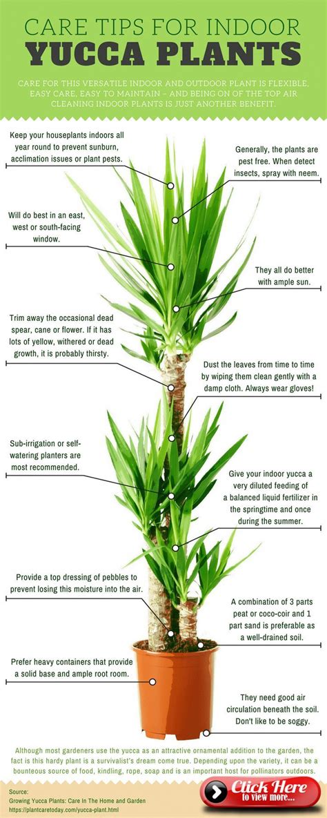 Yucca Plant Care Growing The Yucca Tree How To Yucca Plant Yucca