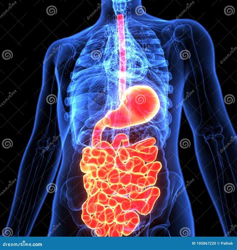3d Illustration Of Human Body Digestive System Stock Illustration