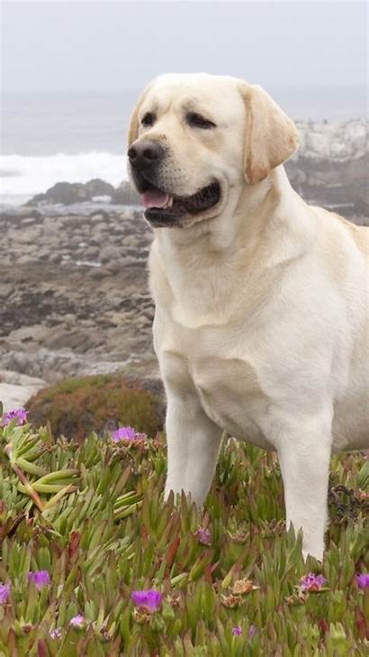 Labrador Retriever Dog Walk Grass Flowers Ios