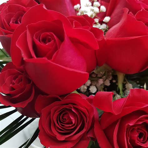 Dozen Red Roses For Valentines Day Web Store Arts Nursery Garden