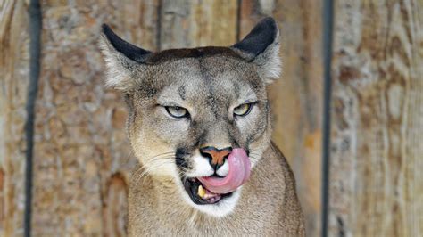 Download Wallpaper 1920x1080 Puma Big Cat Tongue Protruding Predator