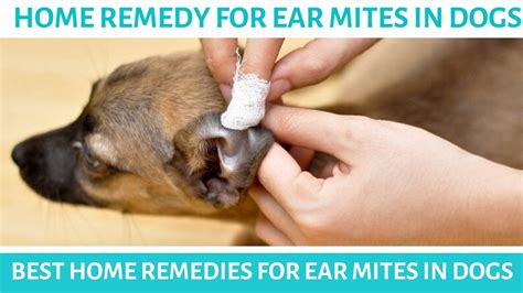 Home Remedy For Ear Mites In Dogs Best Home Remedies For Ear Mites In