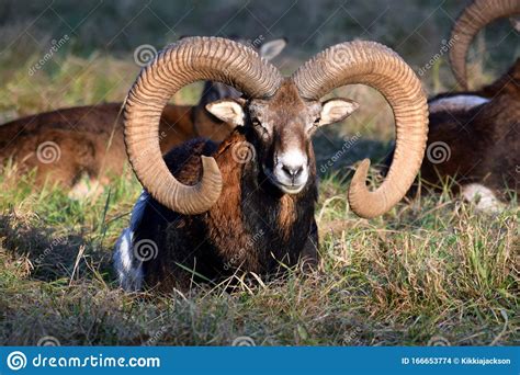 Beauty Of Mouflon Male Lying In Grass Winter Ovis Aries Musimon Stock