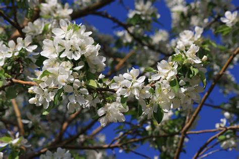 White Flowers On Crabapple Tree Picture Free Photograph
