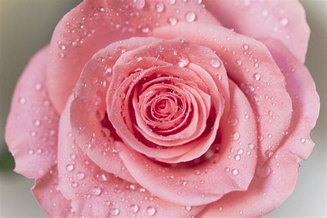 Wet Pink Rose Ros Close Up Rose Beautiful Pink Roses