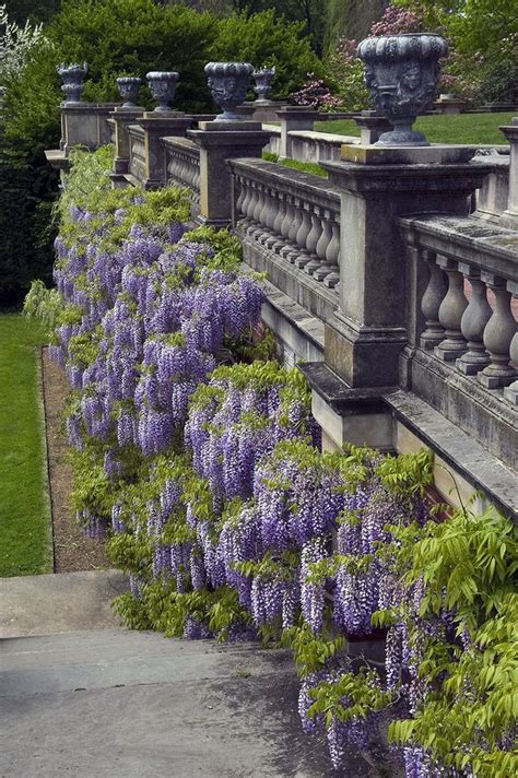 17 Best Images About Wisteria Flower Power On Pinterest Gardens