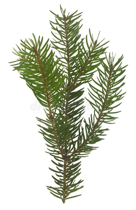 Christmas Tree Branch Isolated On White Background Stock Image Image