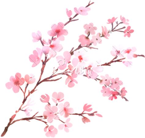Cherry Blossom Branch Png Png Image Collection