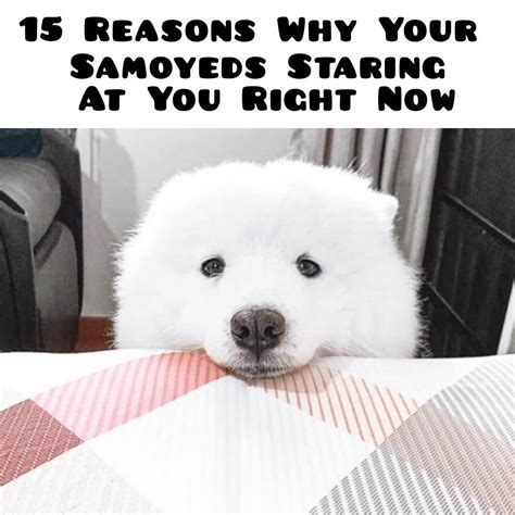 Staring At You Samoyed Right Now Cheer Up Dog Paws Breeders Stare