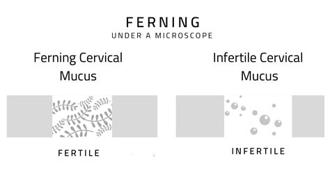 Cervical Position And Ferning Translating Your Physical Symptoms Into Homedoc