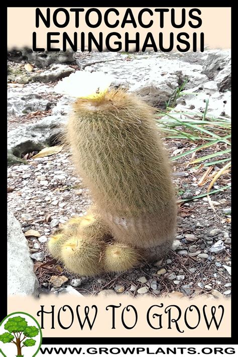 Find new and preloved cactus man items at up to 70% off retail prices. Notocactus leninghausii - How to grow & care