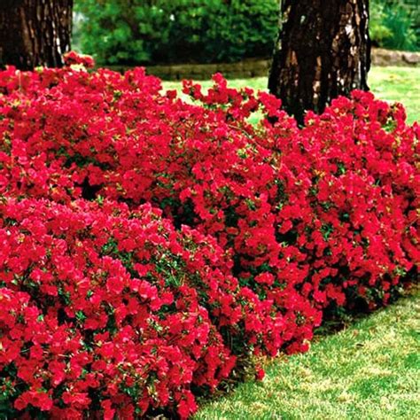 red flowering shrubs for your garden garden plants landscaping shrubs outdoor gardens