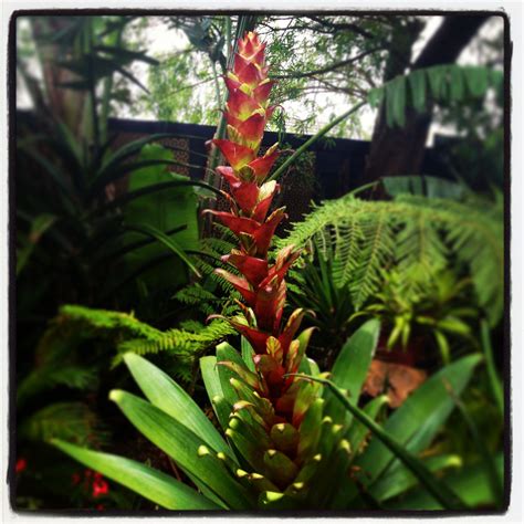 Alcantarea Imperialis Rubra The Giant Of The Bromeliad World In The
