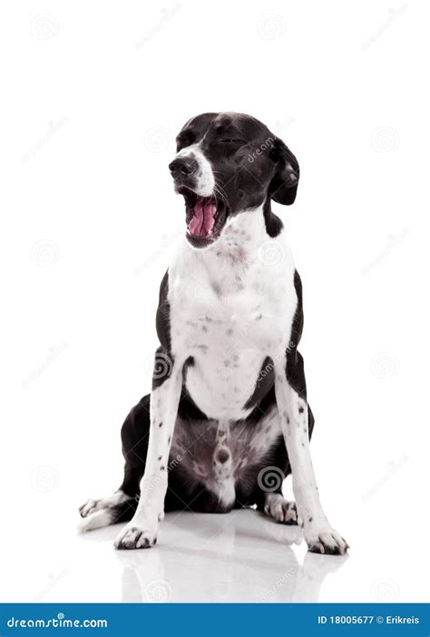 Tired Dog Stock Image Image Of Funny Breed Companion 18005677