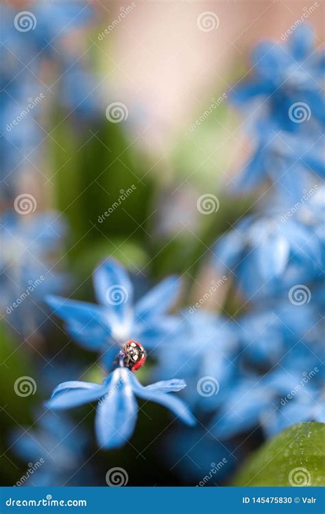 Ladybug On A Blue Flower Stock Photo Image Of Background 145475830