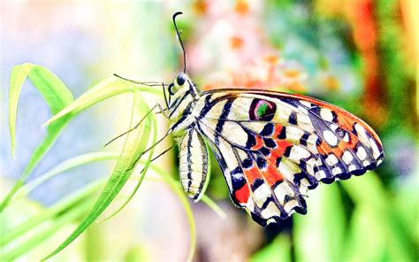 Butterfly Buetiful HD Wallpapers & Pictures (High Quality) - All HD ...