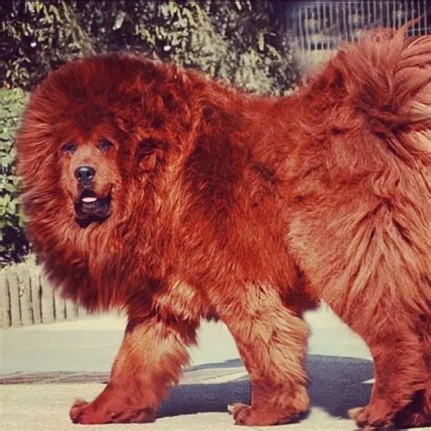 15 Fascinating Facts You Didnt Know About Tibetan Mastiffs The Paws