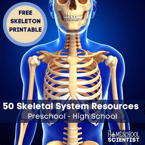 50 Skeletal System Activities With Printable Artofit
