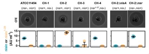 Impact Of Nsr Genotype On Bactericidal Activity And Nisin Production Download Scientific