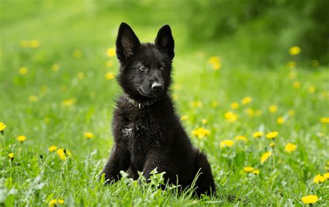 Black German Shepherd Breed Information And Facts Marvelous Dogs