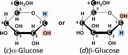 Glycogen consists of alpha glucose molecules which form (1,4) glycosidic bonds and (1,6) glycosidic bonds. What are the differences between alpha and beta glucose ...