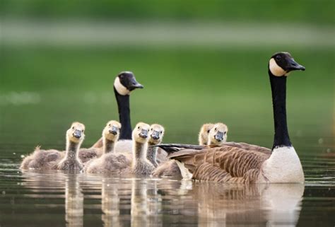 Animal Facts Canada Goose Canadian Geographic