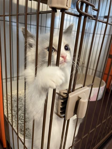 If you haven't heard yet, Matsuri has recently bought a kitten! : r