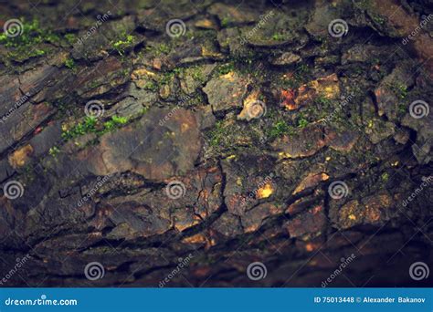 Tree Bark Texture After Rain Organic Background Stock Photo Image Of