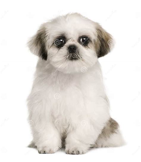 Shih Tzu Puppy 4 Months Old Sitting Stock Image Image Of Indoors