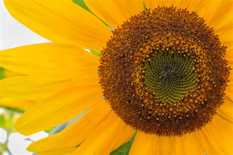 Free Photo Sunflower Close Up