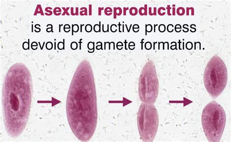 Asexual Reproduction Types Examples And Advantages