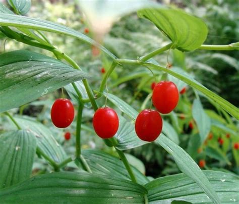 Twisted Stalk Berries Streptopus Spp In British Columbia