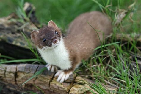A Stoat Mustela Erminea Hunting Around For Food In A Pile Of Logs