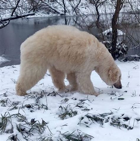 Groomer Transforms Her Dog Into A Mini Polar Bear Metro News