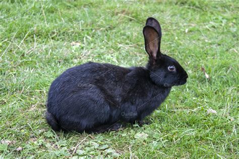 Black Rabbit On The Grass High Quality Animal Stock Photos Creative