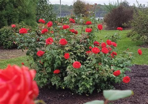 Rose True Bloom Series Garden Housecalls